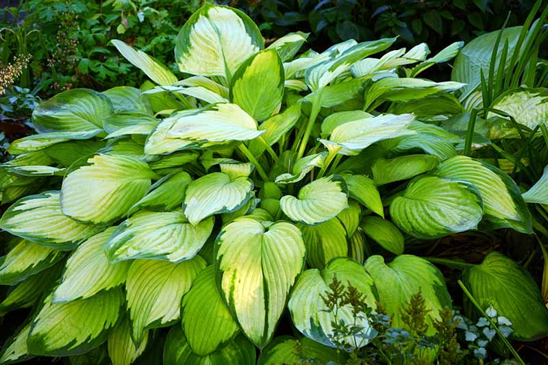 Una imagen horizontal de primer plano del follaje verde y crema de las hostas que crecen en el jardín.