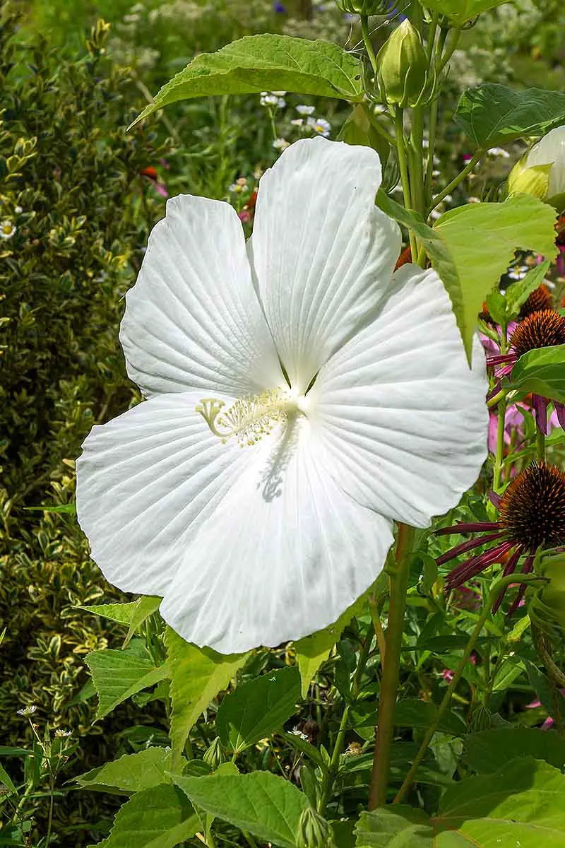 Una imagen vertical de cerca de una flor de hibisco resistente blanca que crece en el jardín rodeada de follaje verde.