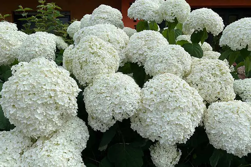 Una imagen horizontal de cerca de grandes flores blancas que crecen en el jardín en un fondo de enfoque suave.