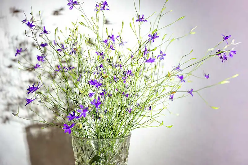 Una imagen horizontal de primer plano de un jarrón de cristal con tallos delicados de diminutas flores violetas sobre un fondo blanco de enfoque suave.