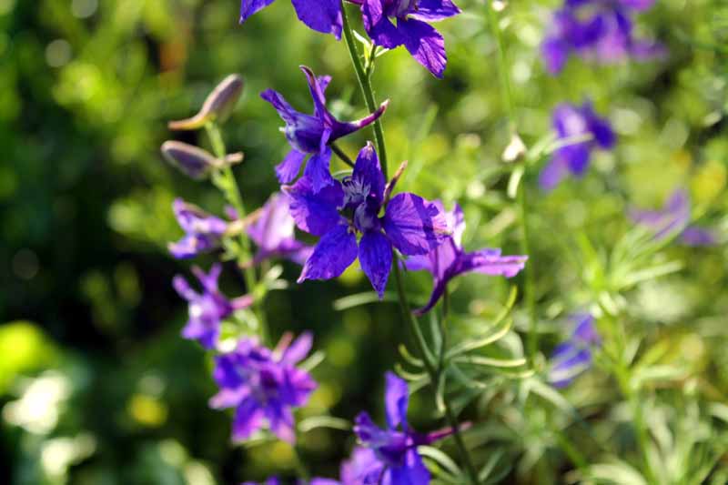 Una imagen horizontal de primer plano de las flores violetas de la espuela de caballero anual que crece en el jardín, fotografiada con luz solar filtrada sobre un fondo de enfoque suave.