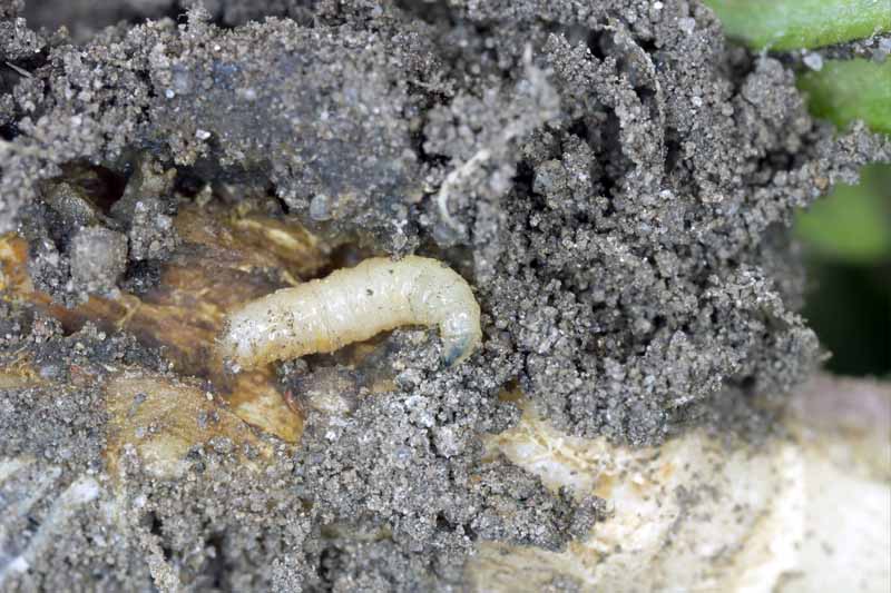 Larva de la mosca de la col (Delia radicum) alimentándose de raíces de Brassica.