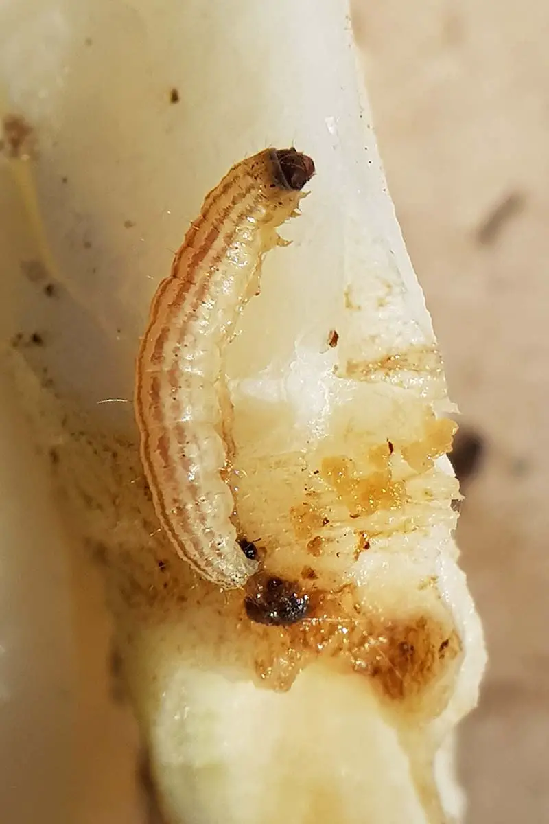 Una imagen vertical de cerca de una larva de gusano de col que infesta la raíz de una planta representada en un fondo de enfoque suave.
