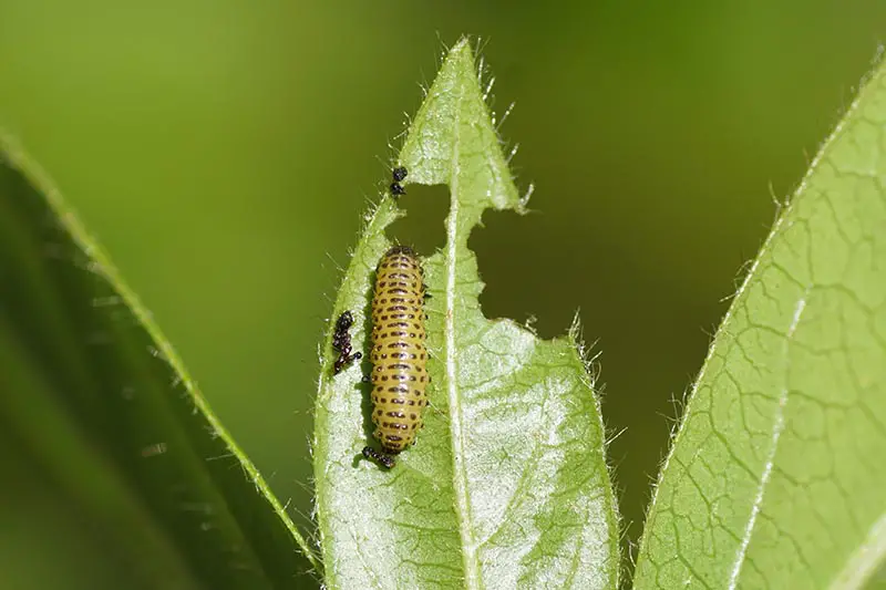 Una imagen horizontal de cerca de las larvas de un escarabajo de hoja viburnum en una hoja representada en un fondo de enfoque suave.