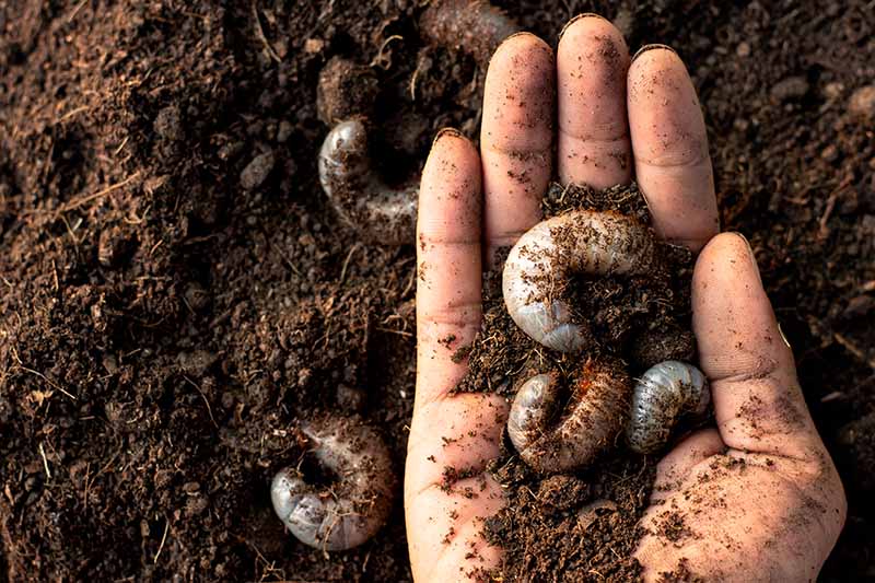 Una imagen horizontal de cerca de una mano con la palma abierta sosteniendo un montón de larvas excavadas en el suelo.
