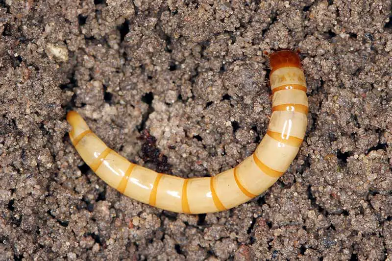 Una imagen horizontal de primer plano de un gusano de alambre en la superficie del suelo.