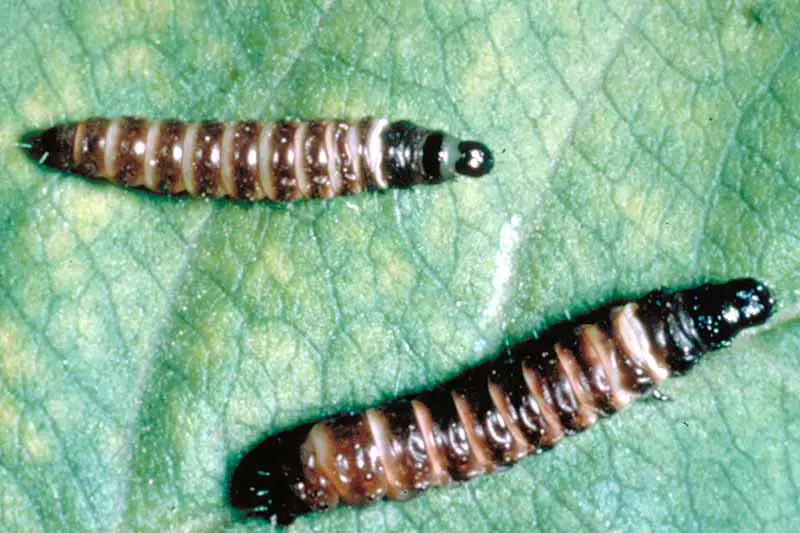 Una imagen horizontal de primer plano de las larvas rayadas del barrenador de la ramita de durazno en una hoja.