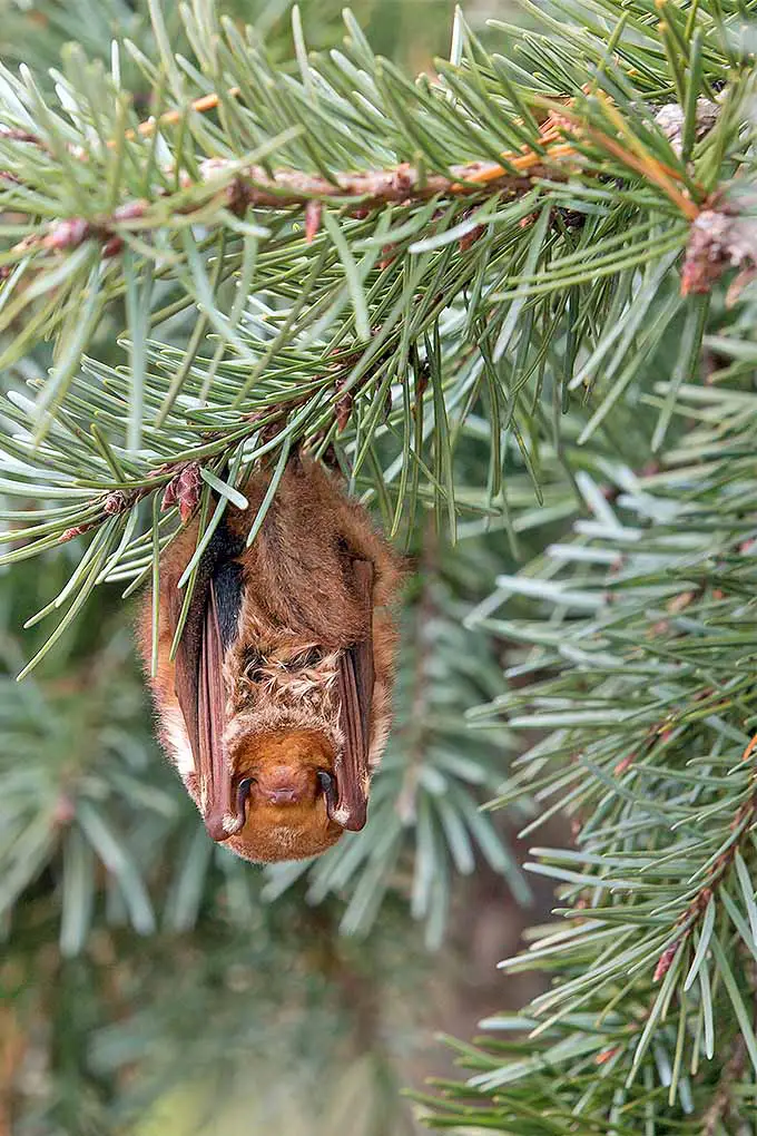 Lasiurus borealis es solo uno de los muchos tipos de murciélagos nativos de los EE. UU., pero sus poblaciones están disminuyendo.  Aprende a crear un hábitat protegido y atrae a estas criaturas a tu jardín con nuestros consejos.  #murciélagos #control de plagas #jardineria
