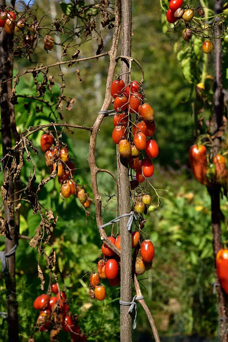 Una imagen vertical de cerca de una planta de tomate Roma que sufre de un caso grave de tizón tardío fotografiado bajo el sol brillante sobre un fondo de enfoque suave.