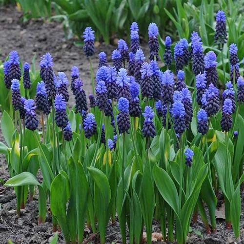 Un primer plano de una colección de Muscari latifolium que crece en el jardín con flores en azul oscuro con tapas azules más claras y follaje vertical.