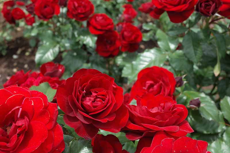 Una imagen horizontal de primer plano de rosas rojas brillantes 'Lavaglut' que crecen en el jardín.