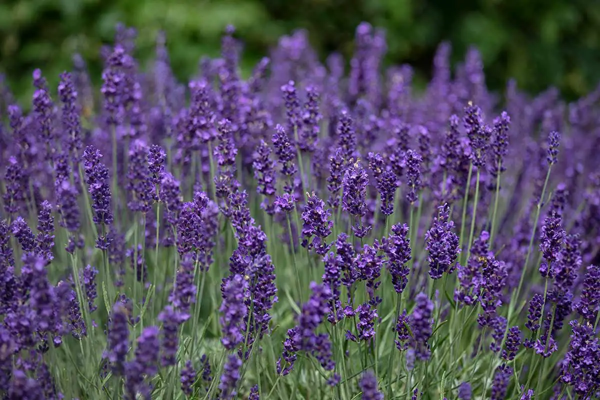 Una imagen horizontal de primer plano de las flores de color púrpura oscuro de la lavanda inglesa.