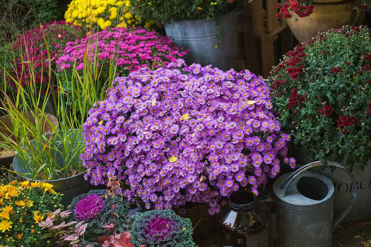 Una imagen horizontal de primer plano de un jardín de patio colorido con una variedad de flores y plantas ornamentales que crecen en contenedores.