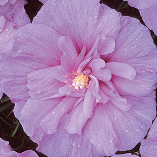 Un primer plano de la flor de la variedad H. syriacus 'Lavender Chiffon', con pétalos dobles únicos sobre un fondo de enfoque suave.