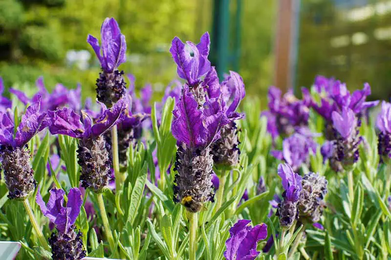 Un primer plano de flores de lavanda púrpura y hojas de color verde brillante sobre un fondo de enfoque suave bajo el sol brillante.