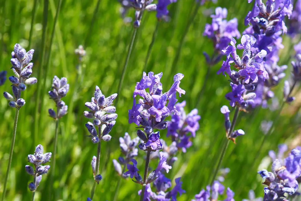 Una imagen horizontal de primer plano de flores de lavanda púrpura que crecen en el jardín en un fondo de enfoque suave.