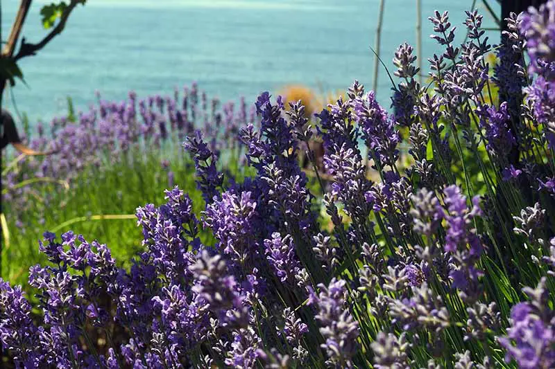 Una imagen horizontal de primer plano de lavanda con flores violetas brillantes que crecen en un jardín soleado con el mar al fondo.