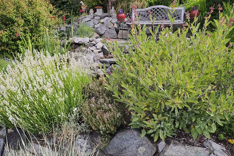 Una imagen horizontal de cerca de hierbas que crecen en un jardín rocoso con un banco en el fondo.