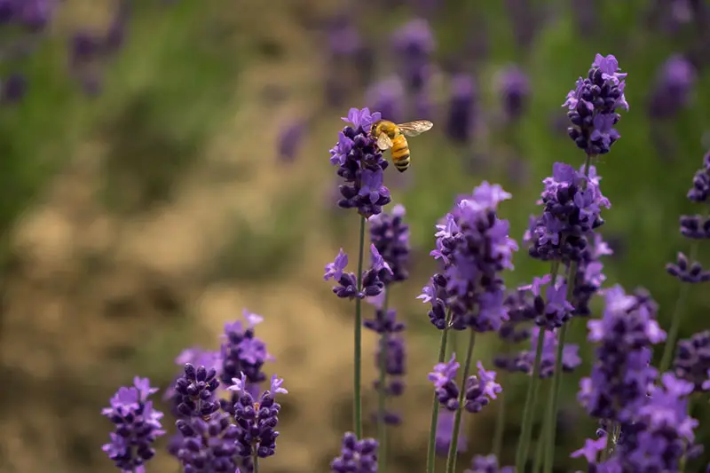 Un primer plano de una abeja alimentándose de flores de lavanda en el jardín de verano, representada en un fondo de enfoque suave.