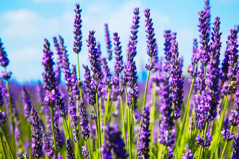 Imagen de primer plano de flores de lavanda violeta que crecen en un campo.