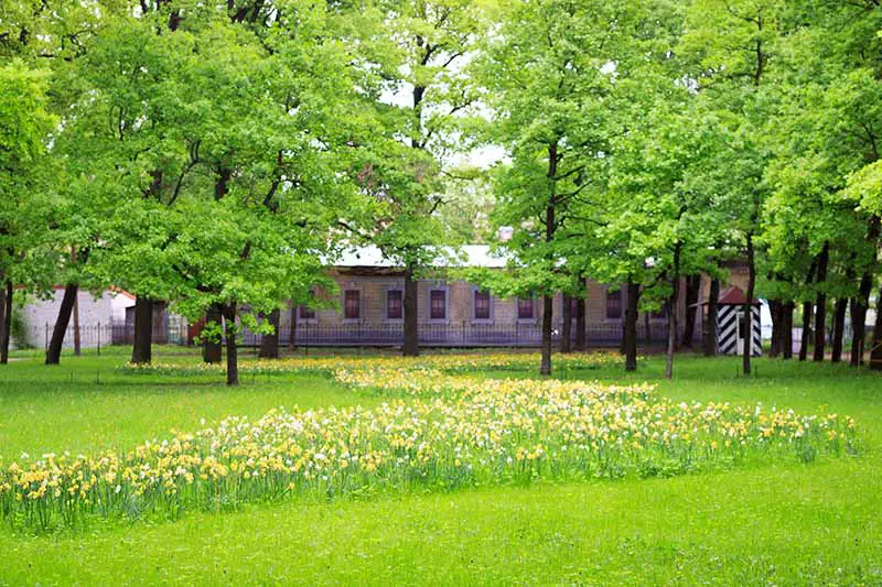Una imagen horizontal de un edificio con árboles en primer plano y una gran franja de narcisos naturalizados que crecen en la hierba.