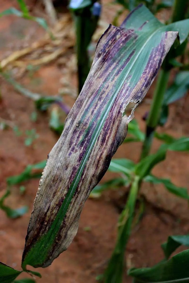 Una imagen vertical de cerca de una hoja de maíz que sufre de tizón en un fondo de enfoque suave.