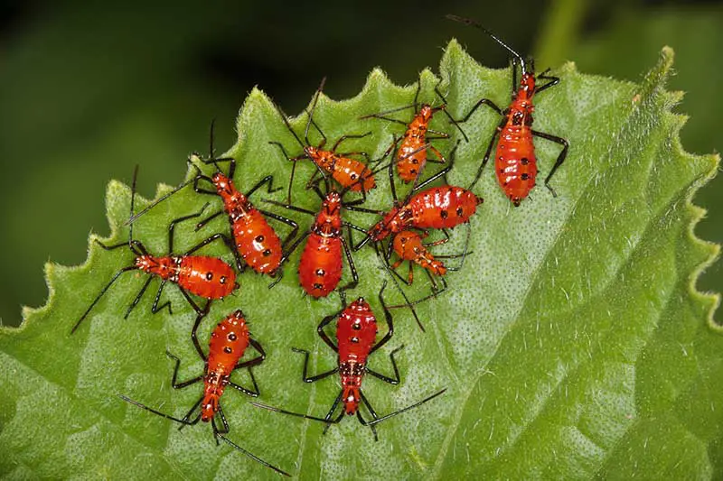 Una imagen horizontal de primer plano de ninfas de insectos con patas de hoja con cuerpos rojos y manchas negras en una hoja representada en un fondo de enfoque suave.