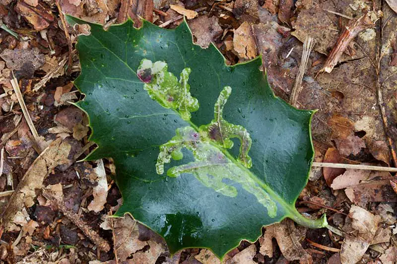 Una imagen horizontal de primer plano de una hoja de Ilex aquifolium que sufre daños por minador de hojas en el suelo.