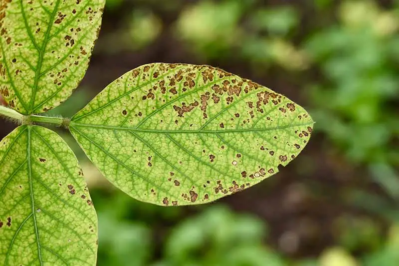 Una imagen horizontal de primer plano de los síntomas de la mancha foliar en el follaje de una planta.
