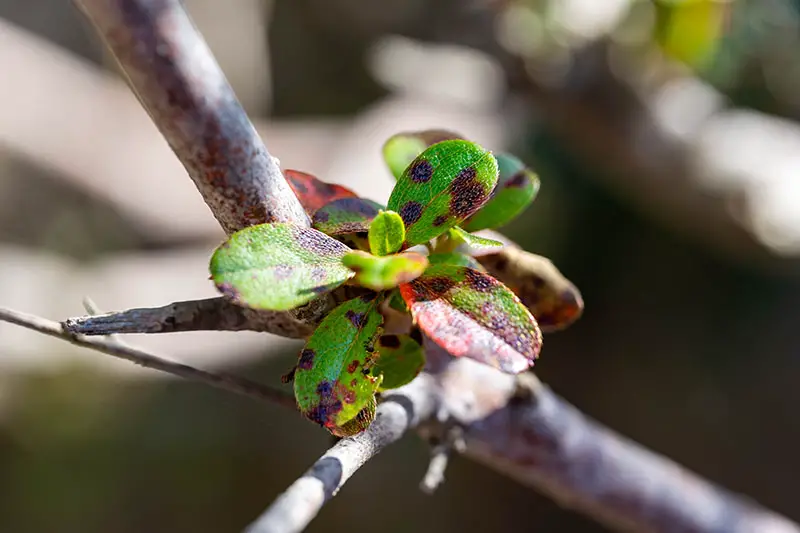 Una imagen horizontal de primer plano del follaje de una planta que sufre de mancha foliar, representada en un fondo de enfoque suave.