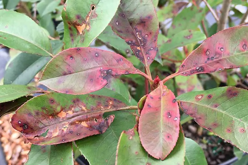 Una imagen horizontal de primer plano de un arbusto P. x fraseri que muestra síntomas de mancha foliar.
