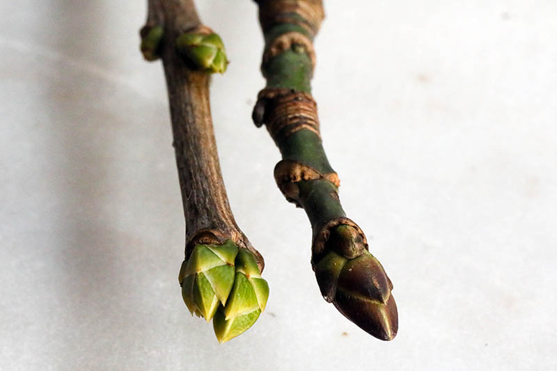 Una imagen horizontal de primer plano de dos ramas, una con un capullo de hoja y la otra con un capullo de flor.