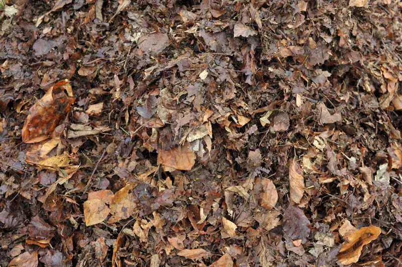 Vista de arriba hacia abajo de las hojas de otoño parcialmente compostadas utilizadas como mantillo.