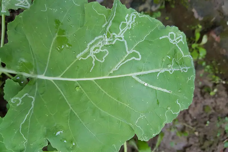 Una imagen horizontal de primer plano de la hoja de una planta infestada de minadores de hojas, que muestra parches de color verde claro donde las plagas se han adentrado en el follaje, representada en un fondo de enfoque suave.