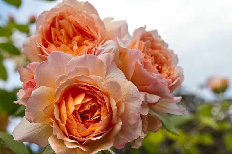 Una imagen horizontal de primer plano de rosas naranjas leander que crecen en el jardín representadas en un fondo de enfoque suave.