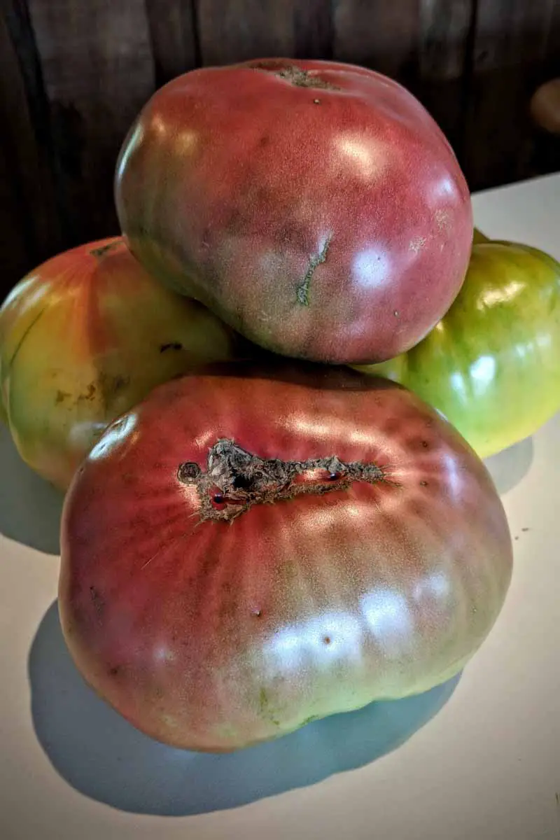 Una imagen vertical de cerca de tomates reliquia 'Púrpura Cherokee' recién cosechados con uno que sufre de catfacing.