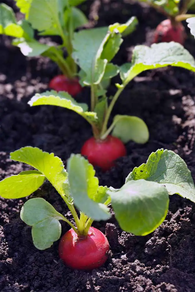 Aprende a cultivar plantas de rábano fresco en tu jardín con los consejos de nuestro experto: 