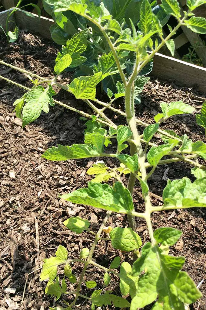 Una planta de tomate joven que crece bajo el sol en una jardinera elevada de madera llena de tierra marrón y mantillo, sostenida con hilo de yute.