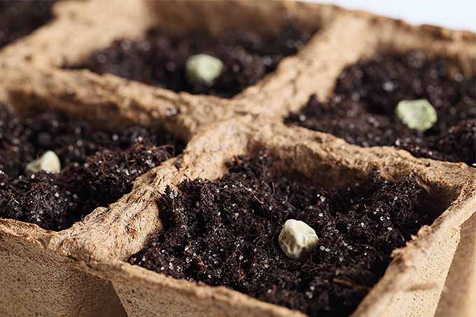 Comience las semillas anuales en el interior con una sembradora de semillas de bricolaje.  |  