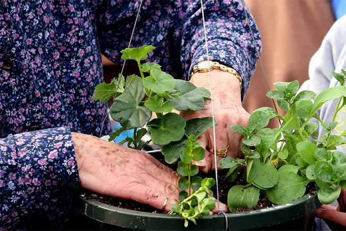 La jardinería aporta beneficios tanto físicos como emocionales a las personas mayores |  
