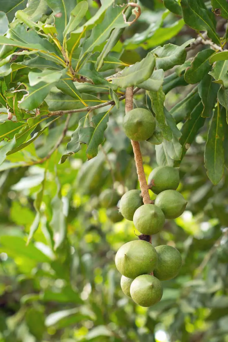 Una rama de un árbol de macadamia cargada de nueces verdes.