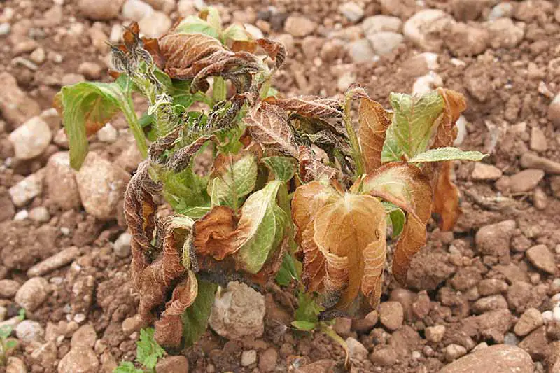 Un primer plano de una planta dañada por las heladas, con hojas marrones marchitas, hojas muertas y algunas verdes de aspecto triste.  El fondo es suelo pedregoso, con un enfoque suave.