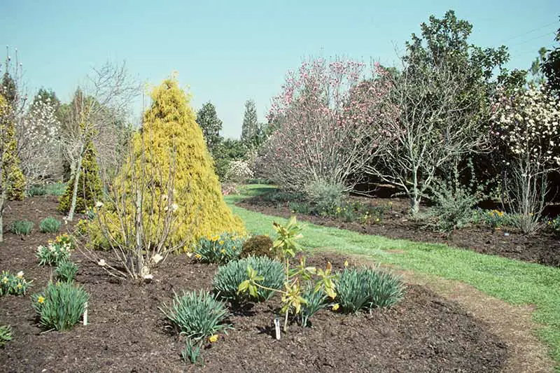 Una imagen horizontal de un borde de jardín con varias plantas perennes plantadas y cubiertas con moho de hojas, sobre un fondo de cielo azul.
