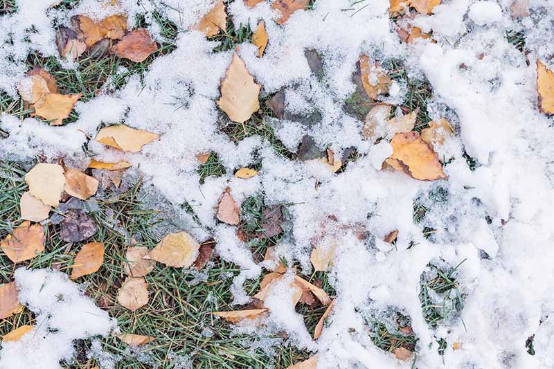 Un primer plano de arriba hacia abajo de un césped cubierto de hojas de otoño y una capa de nieve en la parte superior.  Las hojas marrones contrastan con la hierba verde dormida y la nieve blanca.