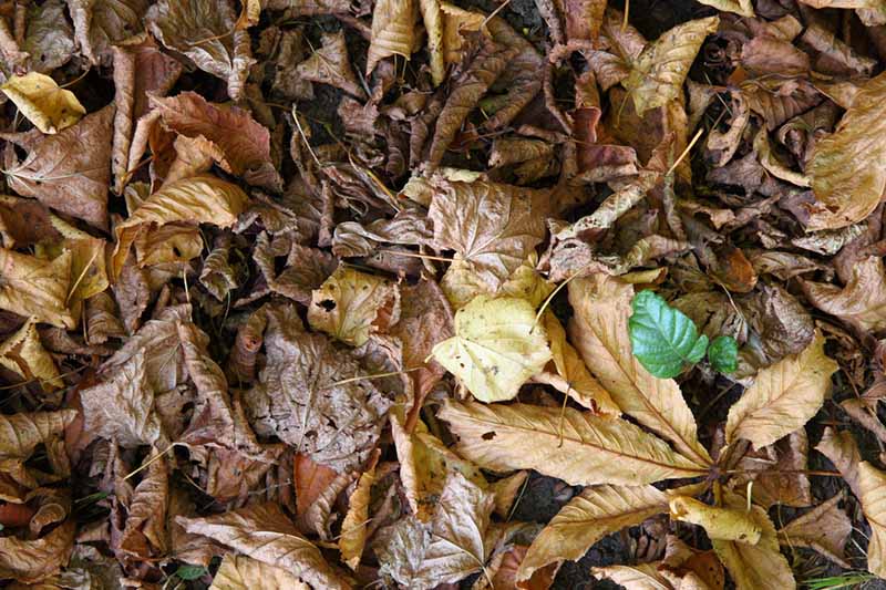 Un primer plano de hojas caídas marrones y amarillas, listas para el compostaje.