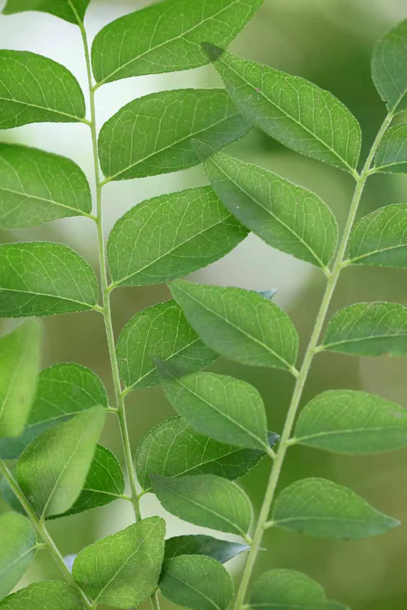 Una imagen vertical de cerca del follaje de un árbol de hojas de curry (Murraya koenigii) fotografiado en un fondo de enfoque suave.