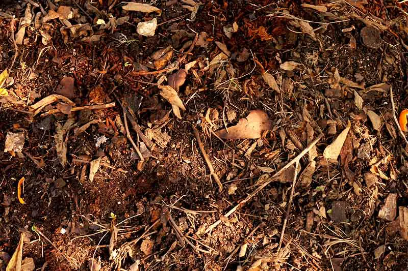 Una imagen horizontal de primer plano de las hojas de otoño caídas en el suelo representada a la luz del sol.