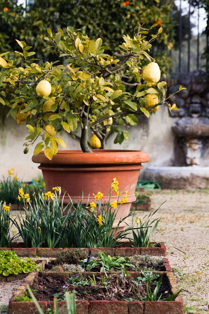 Una escena de jardín en el patio que muestra un limonero con algunas frutas en una gran maceta de terracota.  En la parte inferior del marco hay pequeñas macetas con flores amarillas.  Al fondo hay un muro de piedra cubierto de hiedra.