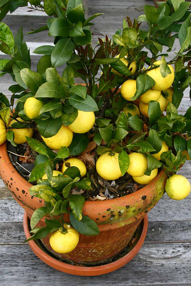 Una imagen vertical de un limonero, cargado de fruta en un recipiente de terracota sobre una superficie de madera.