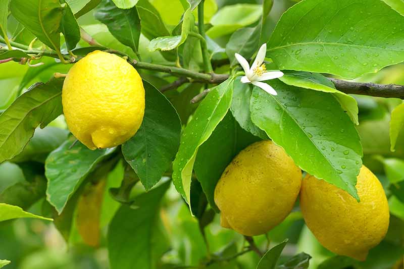 Una imagen horizontal de primer plano de los limones que crecen en el huerto de la casa, maduros y listos para cosechar.